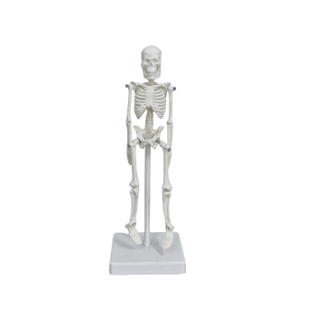  YA/L013 Male Skeleton Composition and Morphology 