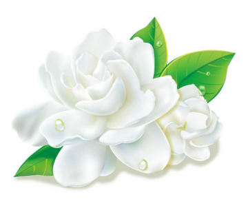 Huile essentielle de jasmin pour le soin des cheveux