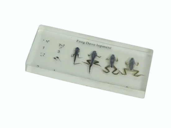 top Montessori materials-science equippment