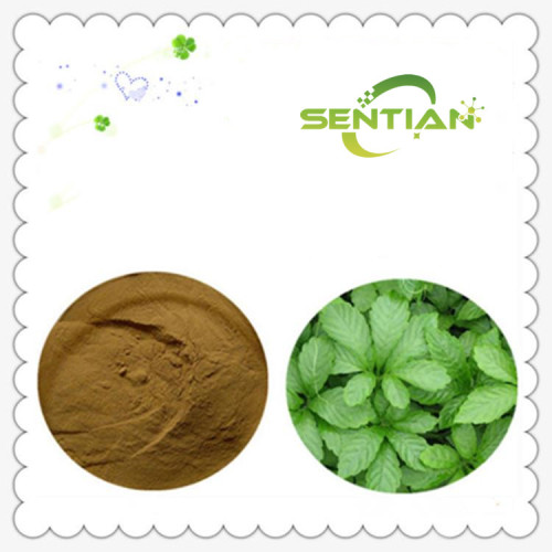 Gynostemma Pentaphyllum Extract Sale