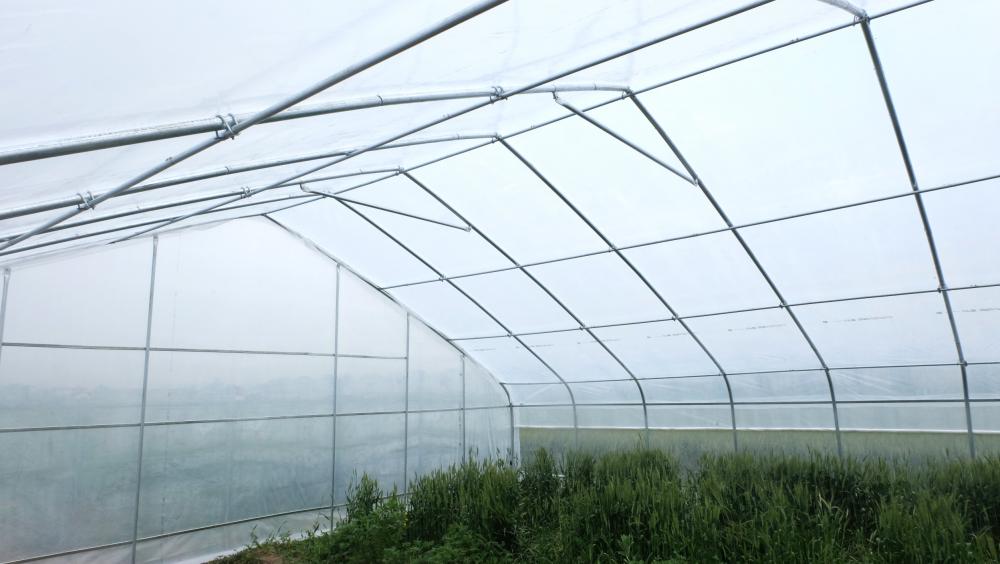 Single tunnel greenhouse plastic shed for vegetables