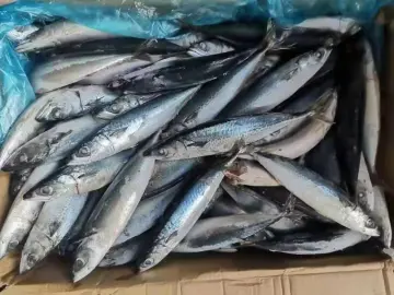Light Catching Frozen Pacific Mackerel 200-400g