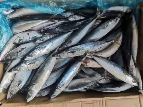 IQF BQF Pacific Mackerel 200-300G 300-500G SCOMBER JAPONICUS