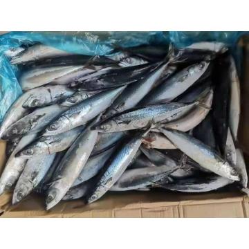 Iqf Bqf Pacific Mackerel 200-300g 300-500g Scomber Japonicus