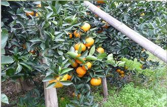 30 - 55mm Juicy Organic Fresh Mandarin Oranges Citrus With