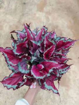 begonia 4 for sale