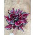 begonia 4 for sale