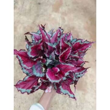 begonia 4 para ibenta