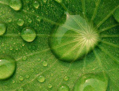 Asiaticoside for Moisturizing Raw Materials