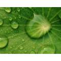 Asiaticoside for Moisturizing Raw Materials