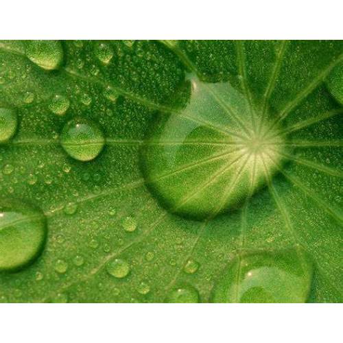 Asiaticoside for Moisturizing Raw Materials