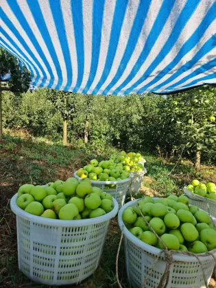 Delicious Fresh Green Apple YNxiguo Organic Choice