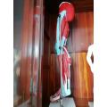 Female Torso Anatomy Model Human Muscular System Model Supplier