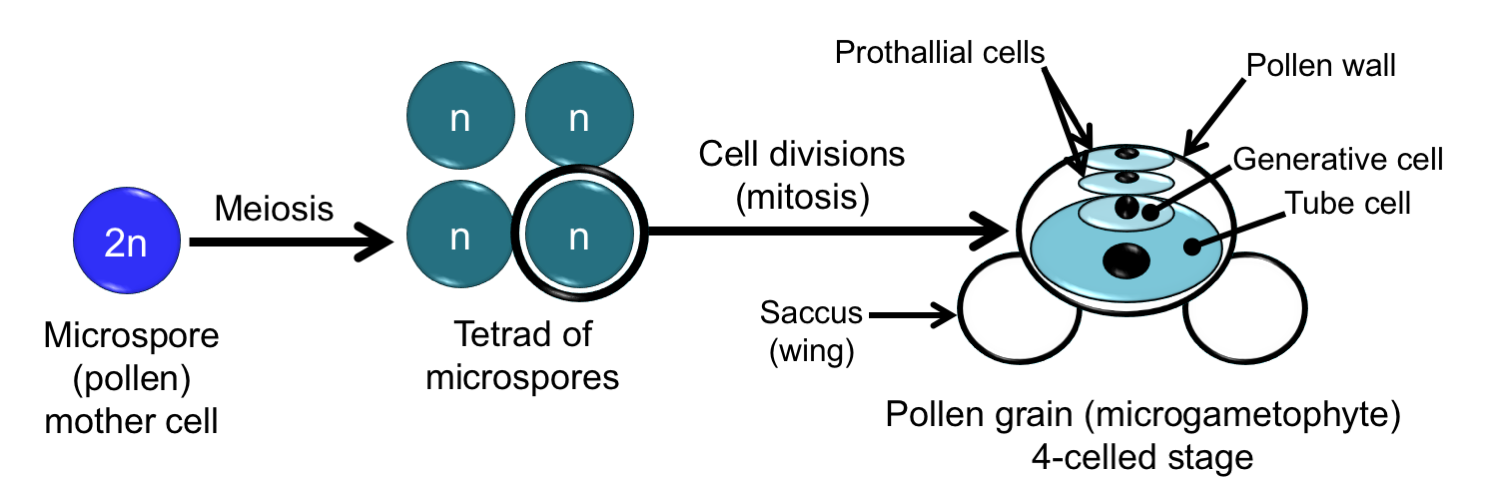 pine pollen powder