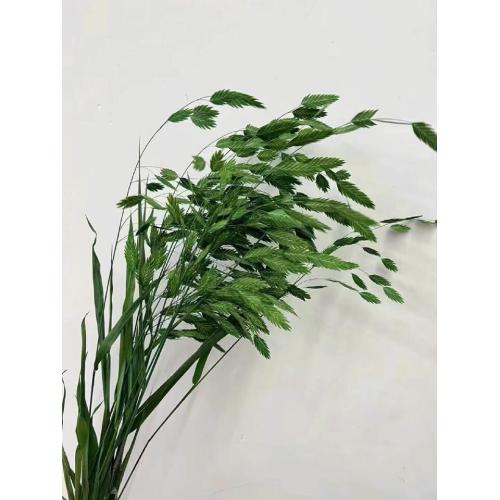 Bouquets জন্য তাজা কাটা Quaking ঘাস