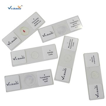25 Pcs Parasitology Slide for Hospital Or School