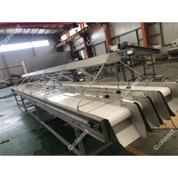 Palm dates selection conveyor with light