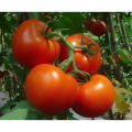 Natural Tomato Extract Powder