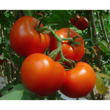 Natural Tomato Extract Powder