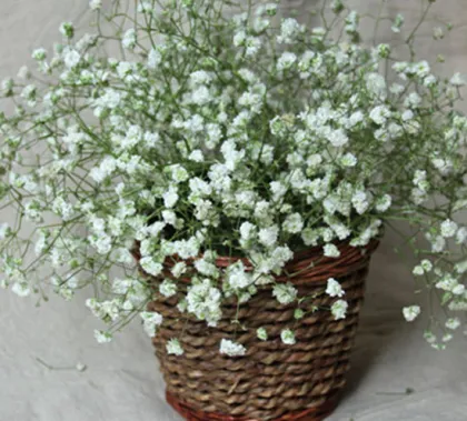 Preserved flower starry sky baby's breath