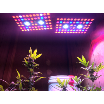 Yüksek Parlak 1200w COB LED Grow Işık
