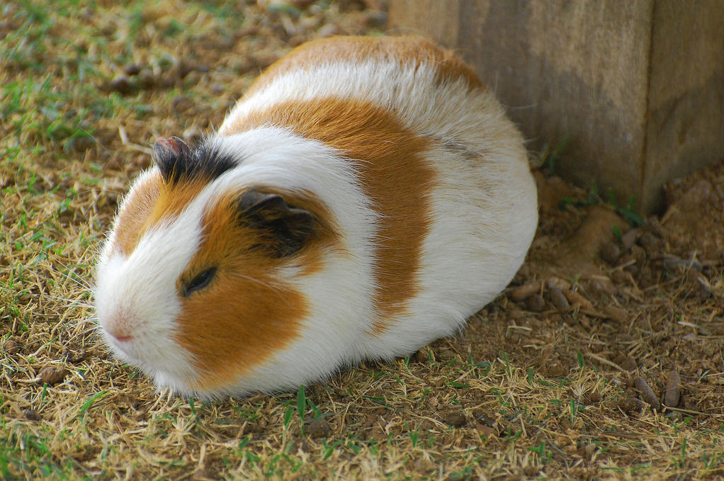 pig