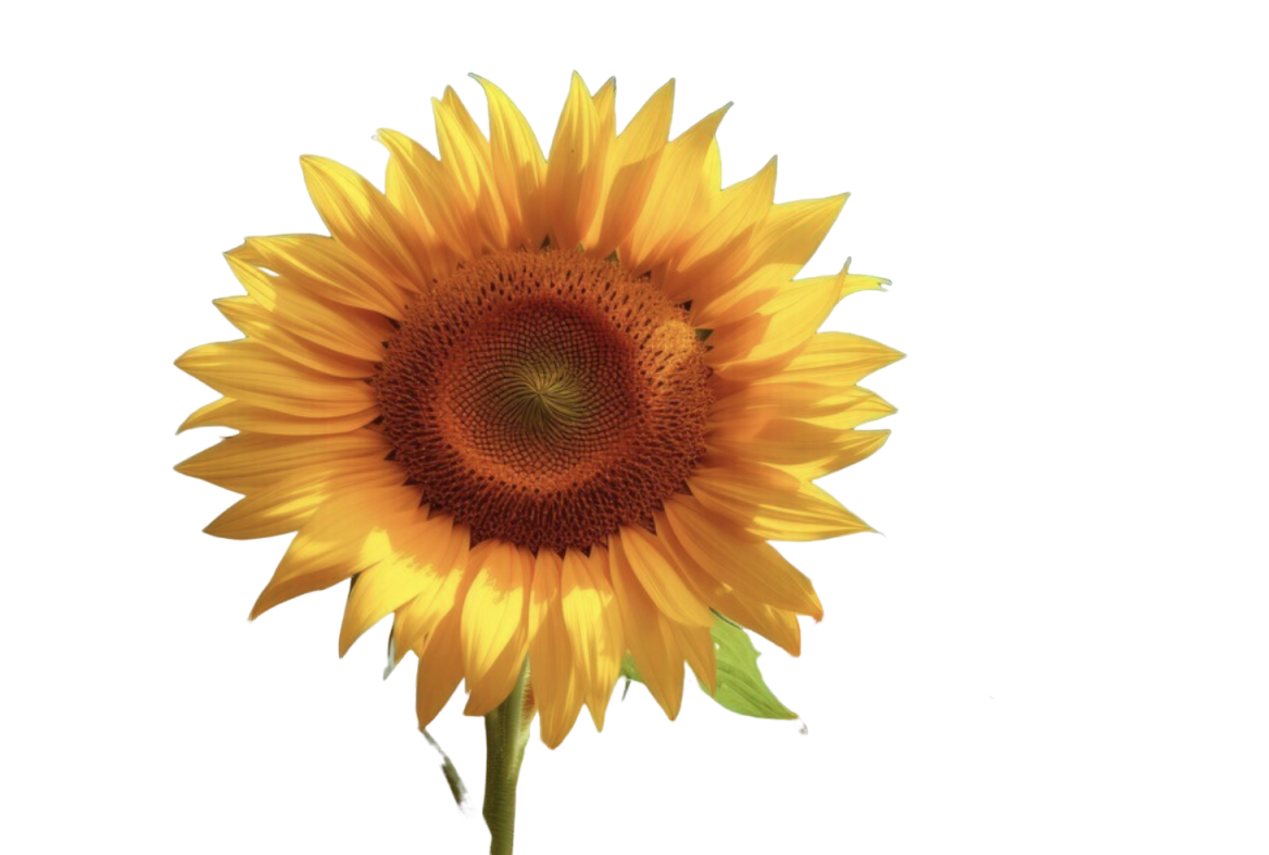 Food Processing Grade Sunflower Seed Protein