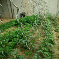 Pokryte elektrolitycznie 7Mm Tomato Plant Spiral Stakes