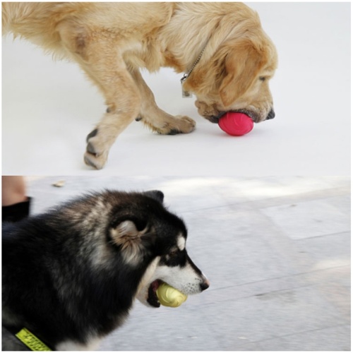 Rugby Haustierball Zahnreinigung Training Hund Spielzeug