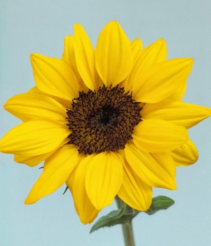 Premium Bulk Yellow Black center Sunflowers for Wedding