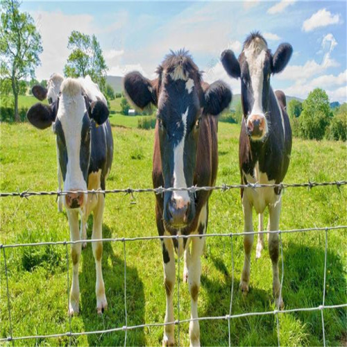 Field fence cattle fence