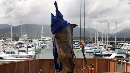 outdoor metal craft sculpture bronze marine marlin for garden