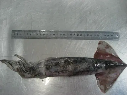 Frozen North Pacific Squid WR 0-500g