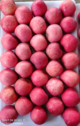 First Class Grade A quality apple