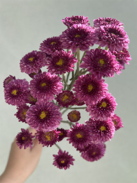 Purple yan spray chrysanthemum