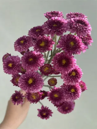 Purple yan spray chrysanthemum