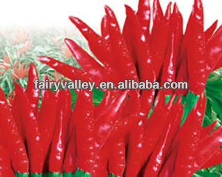 Sky King Star-Hybrid Red Pod Cluster Tabasco Facing Heaven Pepper Seeds Hot Chili Seeds For Growing