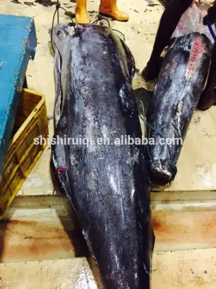 Frozen black marlin fish