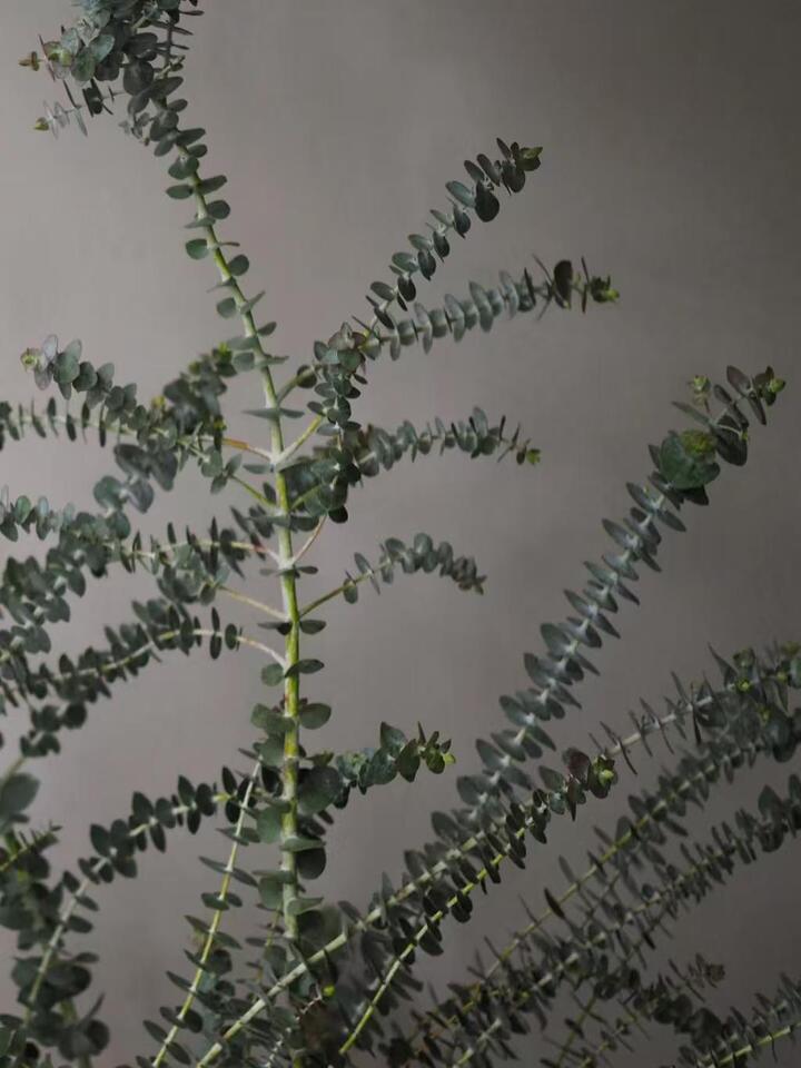 Small Leaf Eucalyptus Bunches Multi-Branched