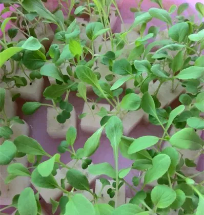 Low Formaldehyde Eco-friendly Green Plant Foam