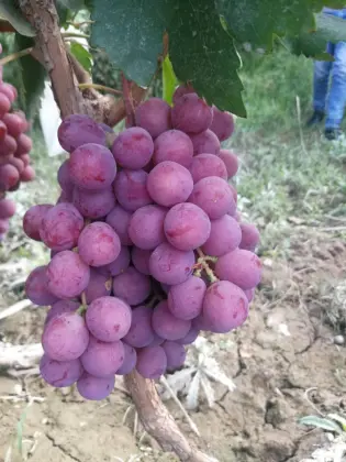 Brand New Crop Red Grade