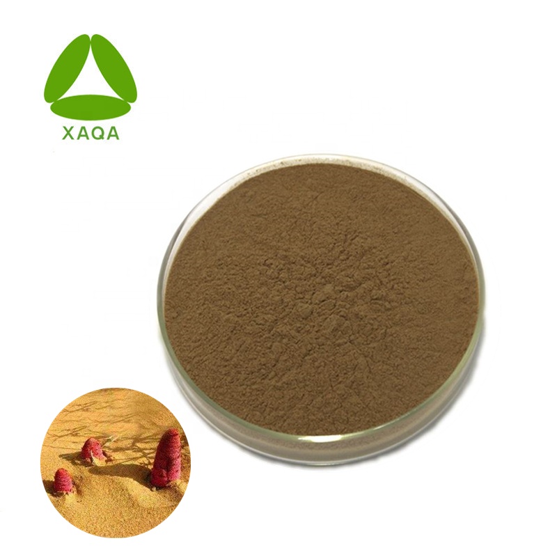 Herba Cynomorii Extract 98٪ Suo Yang Alkaloids Powder
