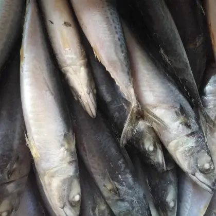 Frozen Seafood Mackerel Fish