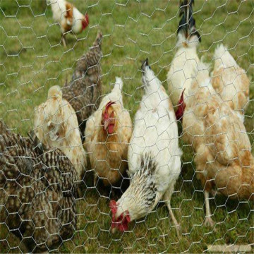 Jaring Kawat Heksagonal untuk Ayam Dilapisi PVC