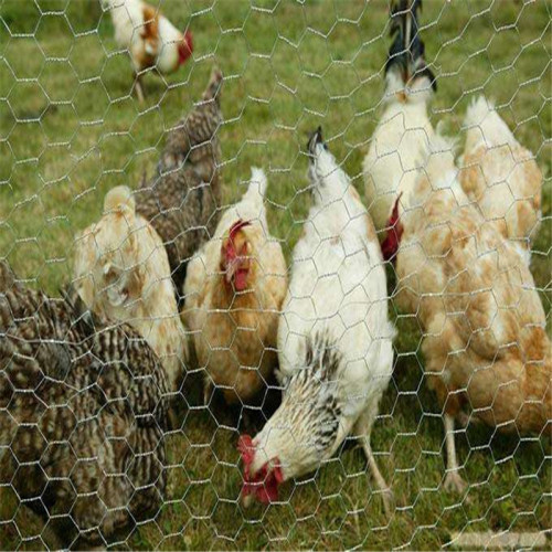 Шестиугольная сетка для цыплят с покрытием из ПВХ