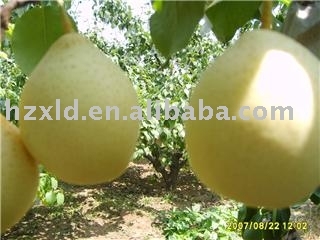 Pear
