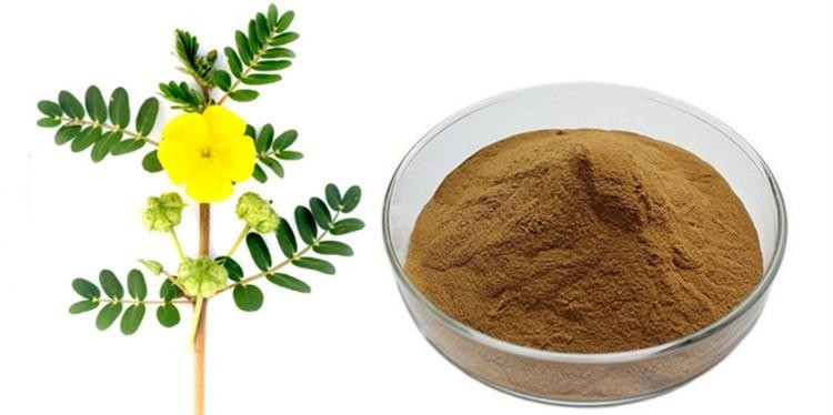 Tribulus Terrestris Extract