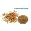 Lonicera Japonica Honeysuckle Extract Chlorogenic Acid
