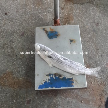 Frozen Gutted Grey Mullet 1-2kg/pc