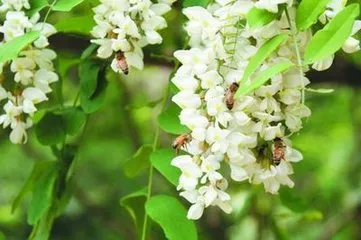organic food Acacia Bee Honey